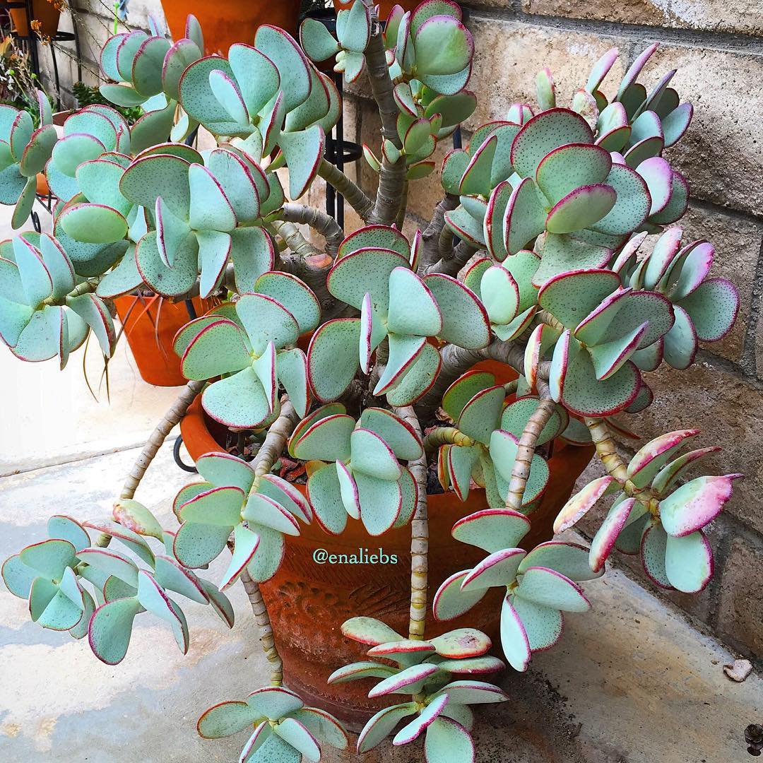 jade plant silver