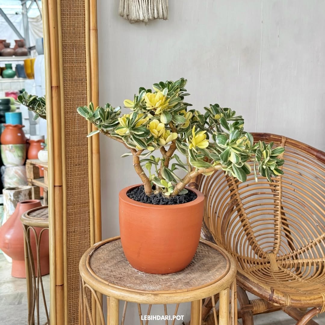 jade plant variegata