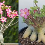 6 Jenis Adenium dengan Bentuk Unik, Cantik, dan Warna yang Menawan