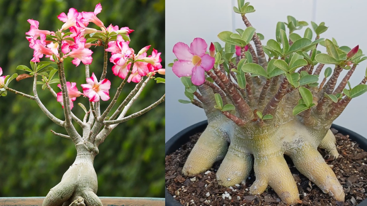 6 Jenis Adenium dengan Bentuk Unik, Cantik, dan Warna yang Menawan