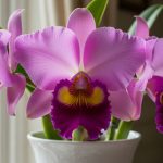 5 Jenis Anggrek Cattleya untuk Hiasan Rumah yang Elegan