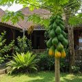 6 Jenis Pohon Pepaya yang Cocok untuk Ditanam di Rumah