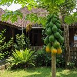 6 Jenis Pohon Pepaya yang Cocok untuk Ditanam di Rumah