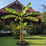 6 Jenis Pohon Pisang Pendek yang Cocok Ditanam di Lahan Rumah
