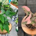 7 Jenis Syngonium Estetik, Dari yang Mini hingga Mahal