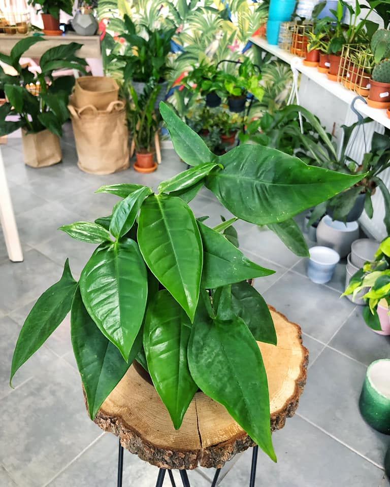 jenis syngonium auritum