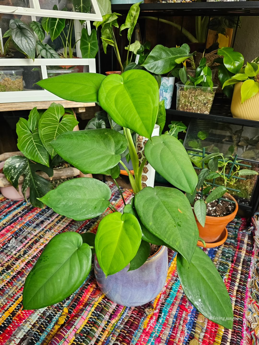 jenis syngonium hijau, syngonium chiapense