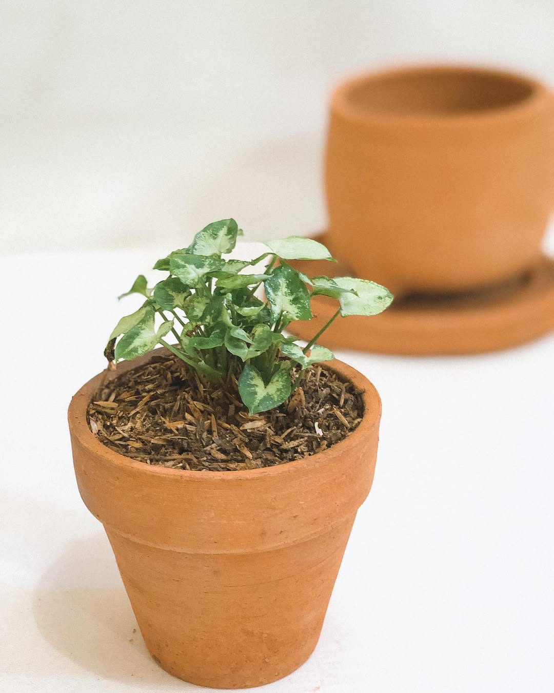 jenis syngonium mini pixie