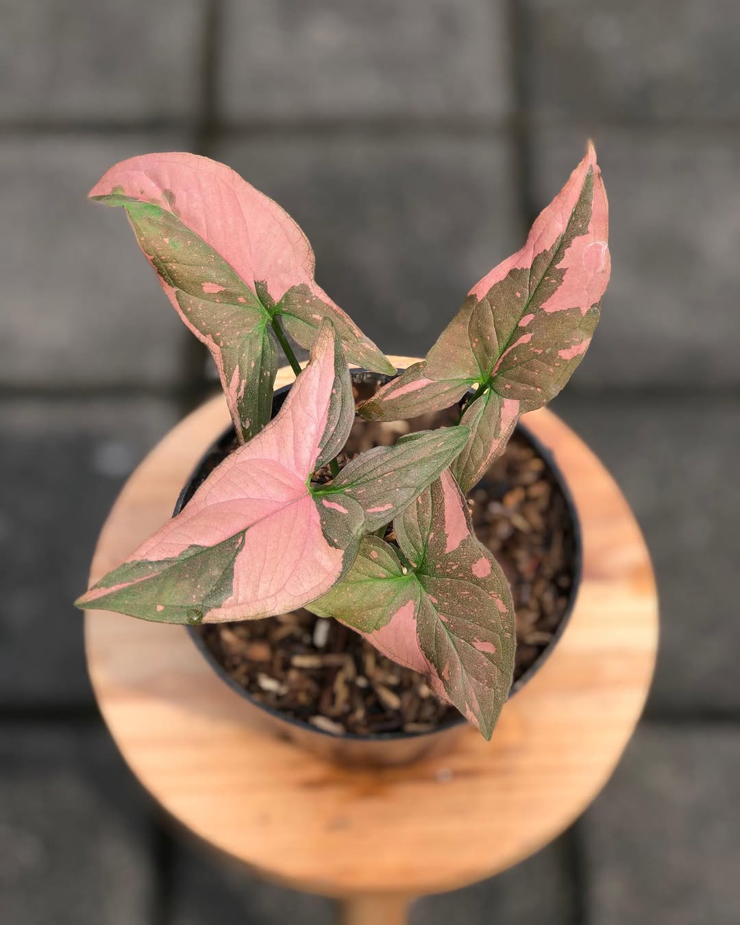 jenis syngonium pink splash