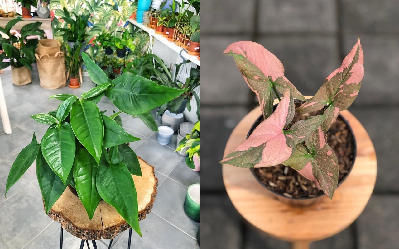 7 Jenis Syngonium Estetik, Dari yang Mini hingga Mahal