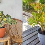 7 Jenis Tanaman Jade Plant Paling Estetik untuk Koleksi