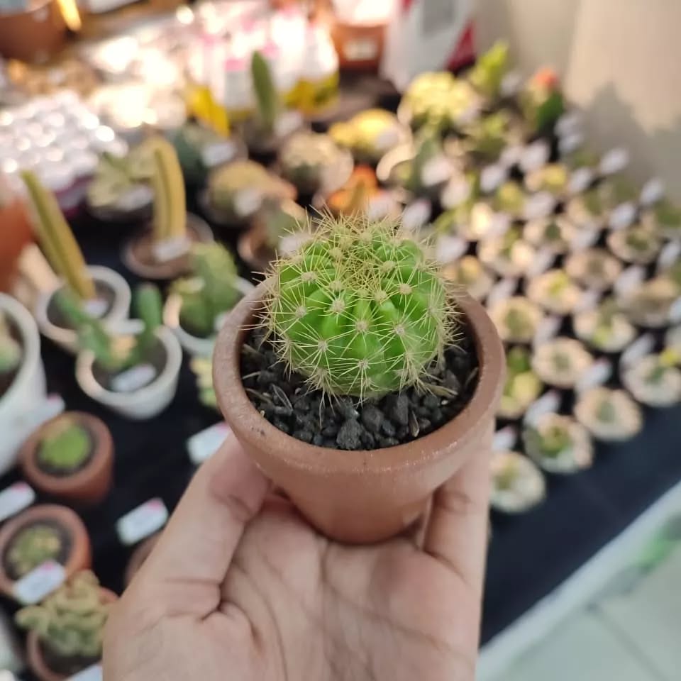 kaktus mini tanaman kecil