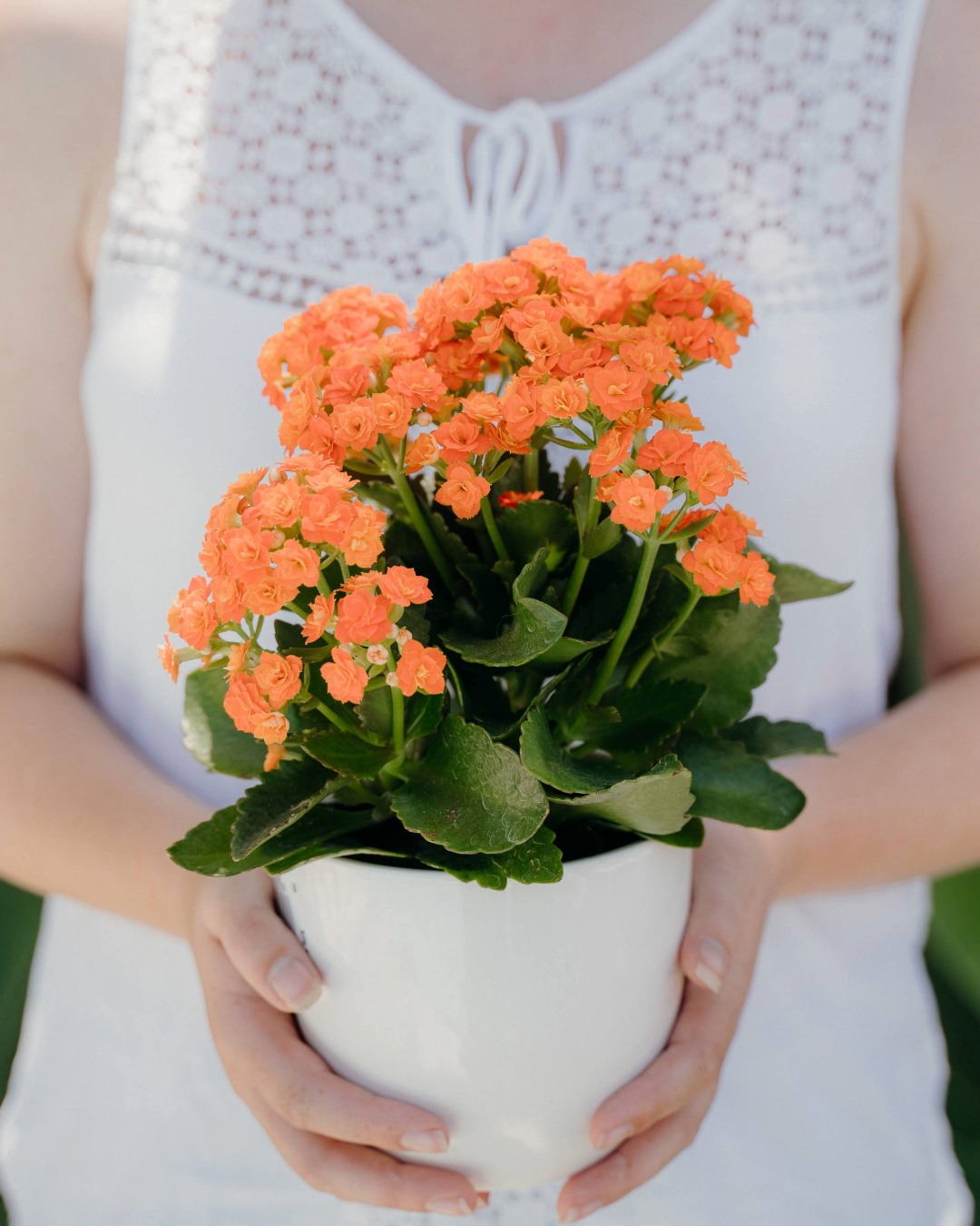 kalanchoe hias kecil berbunga