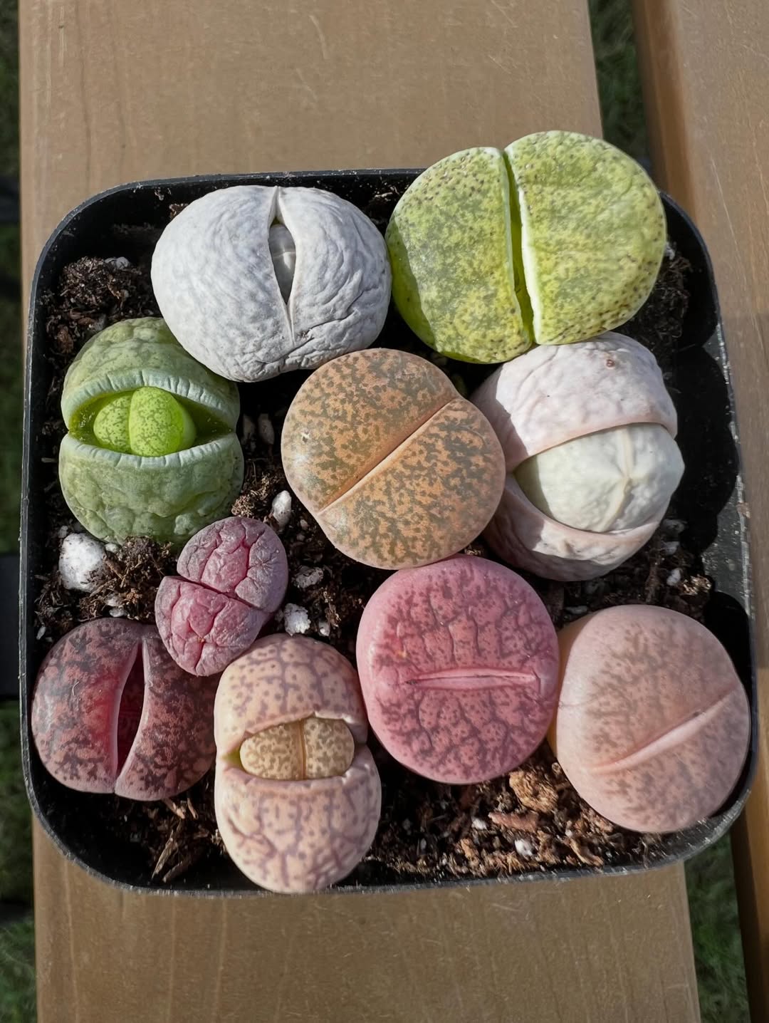 tanaman unik dan langka