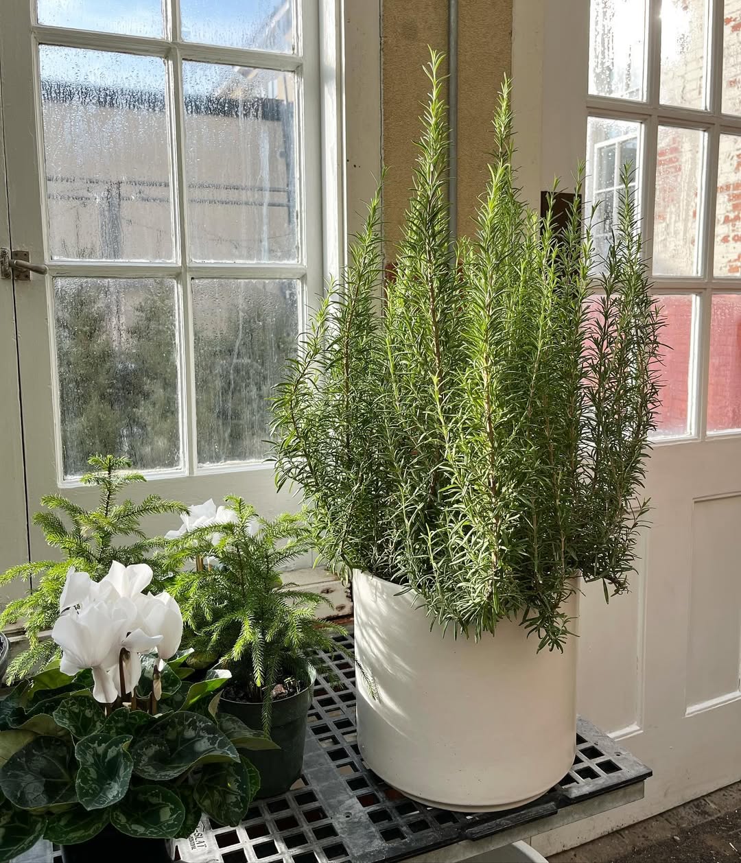 tanaman yang tidak disukai ulat