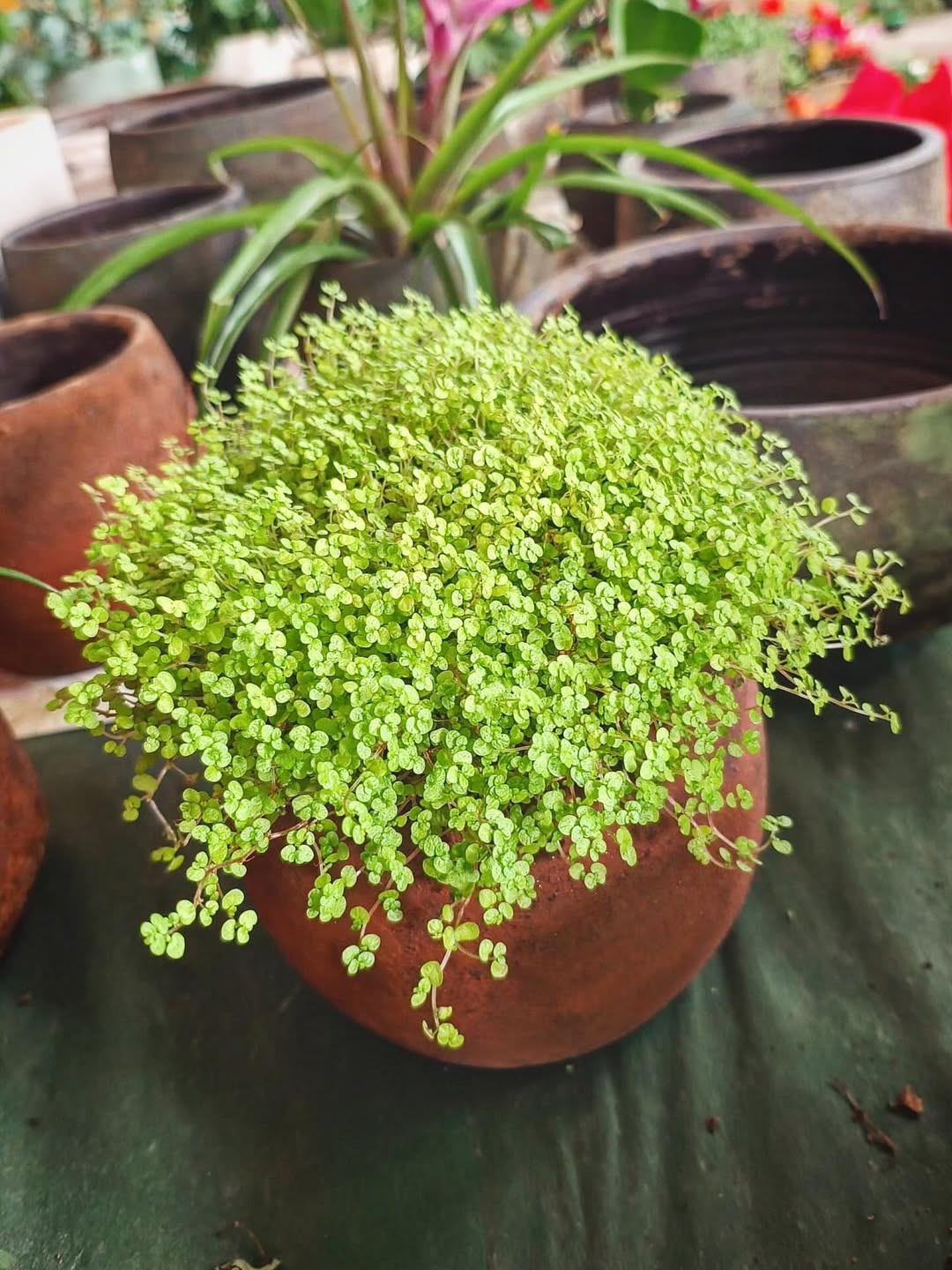 soleirolia hias daun kecil