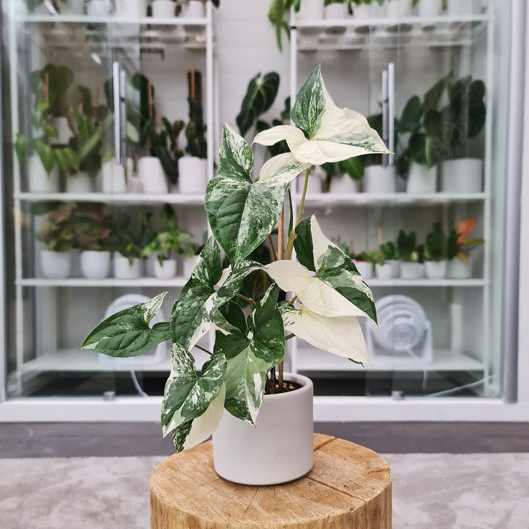 syngonium podophyllum albo variegata