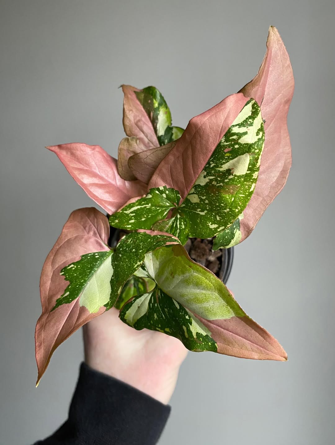 syngonium red spot tricolor