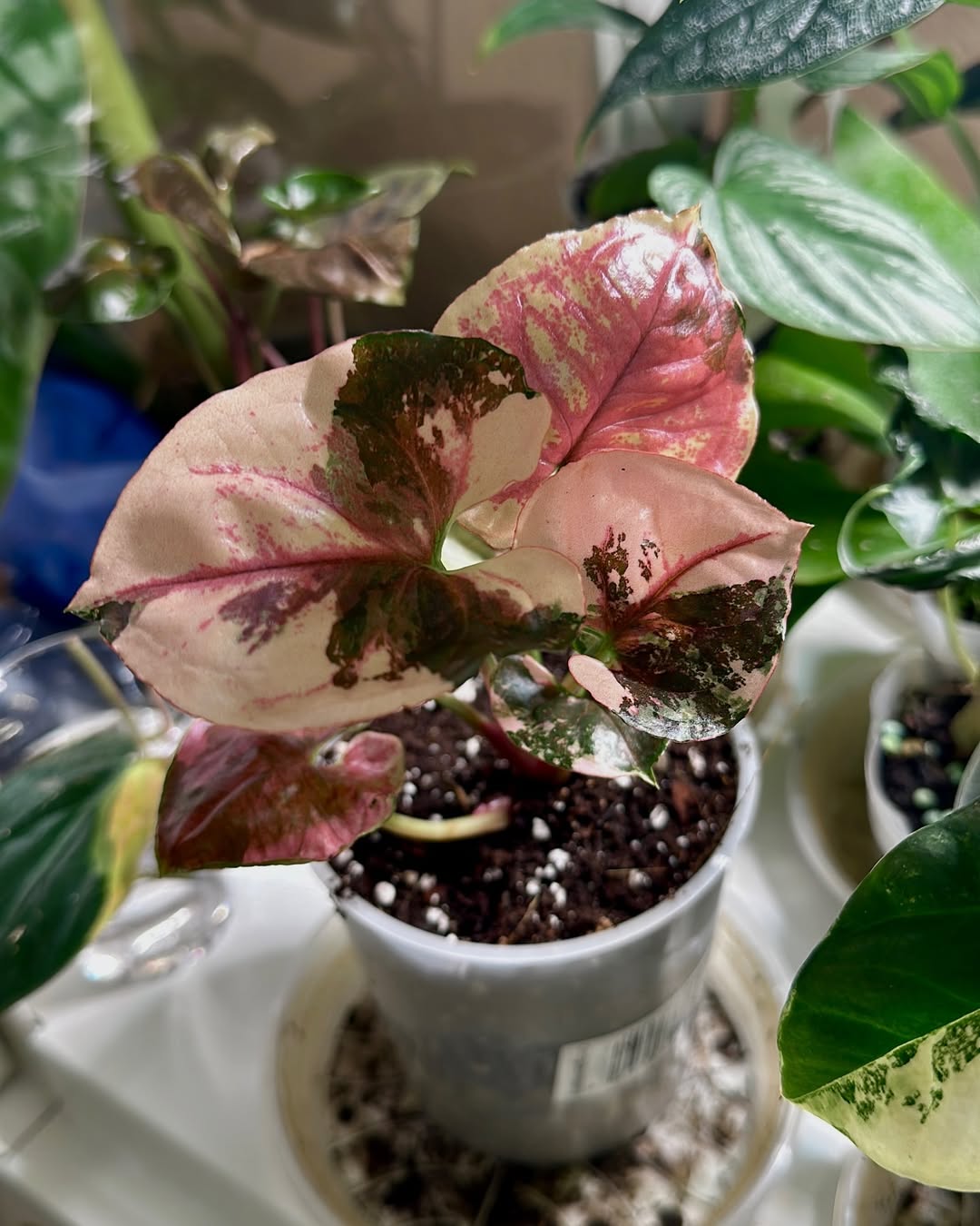 syngonium strawberry ice