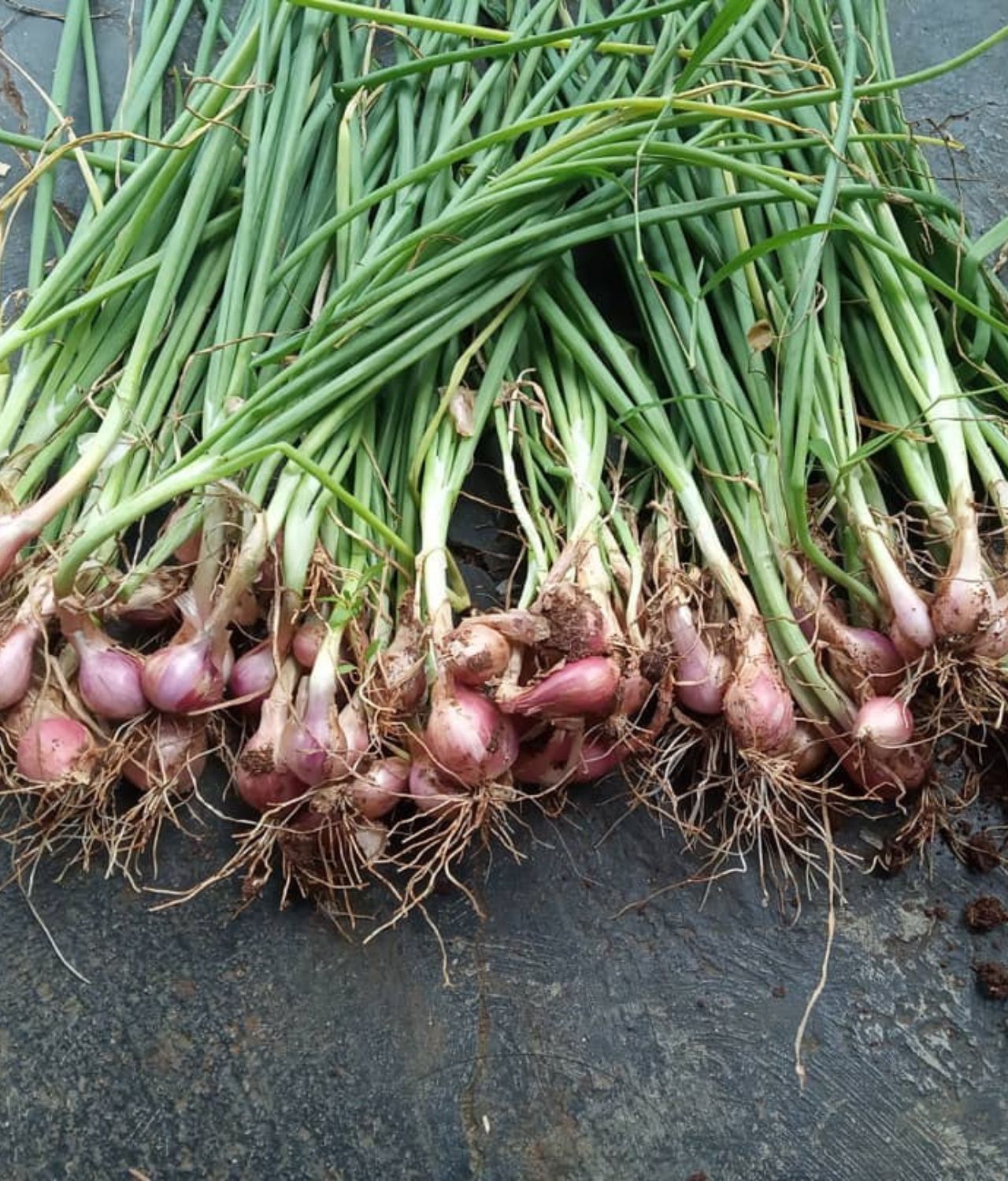 tanaman Bawang Merah