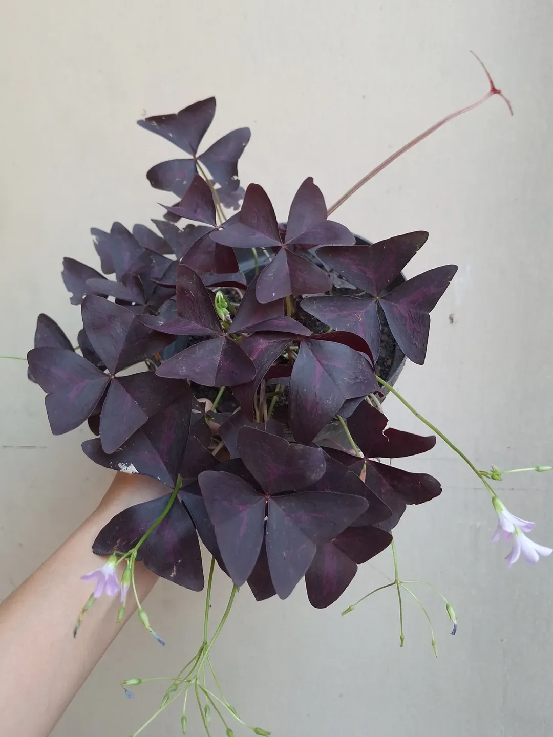 tanaman hias bunga kecil, oxalis