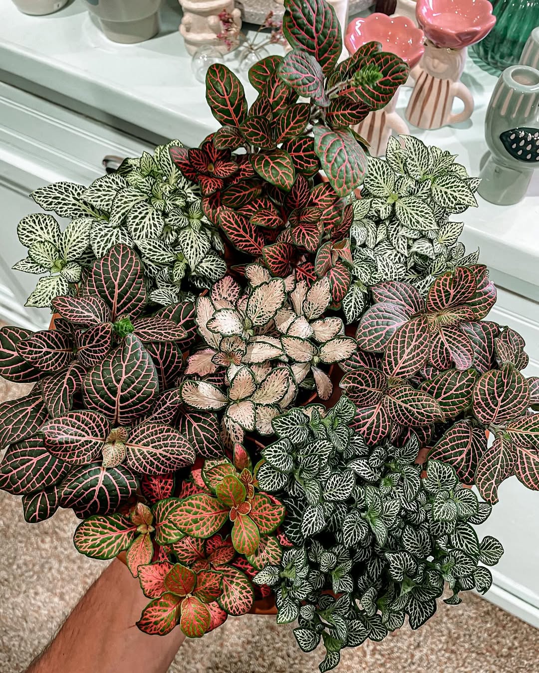 tanaman hias daun kecil, fittonia