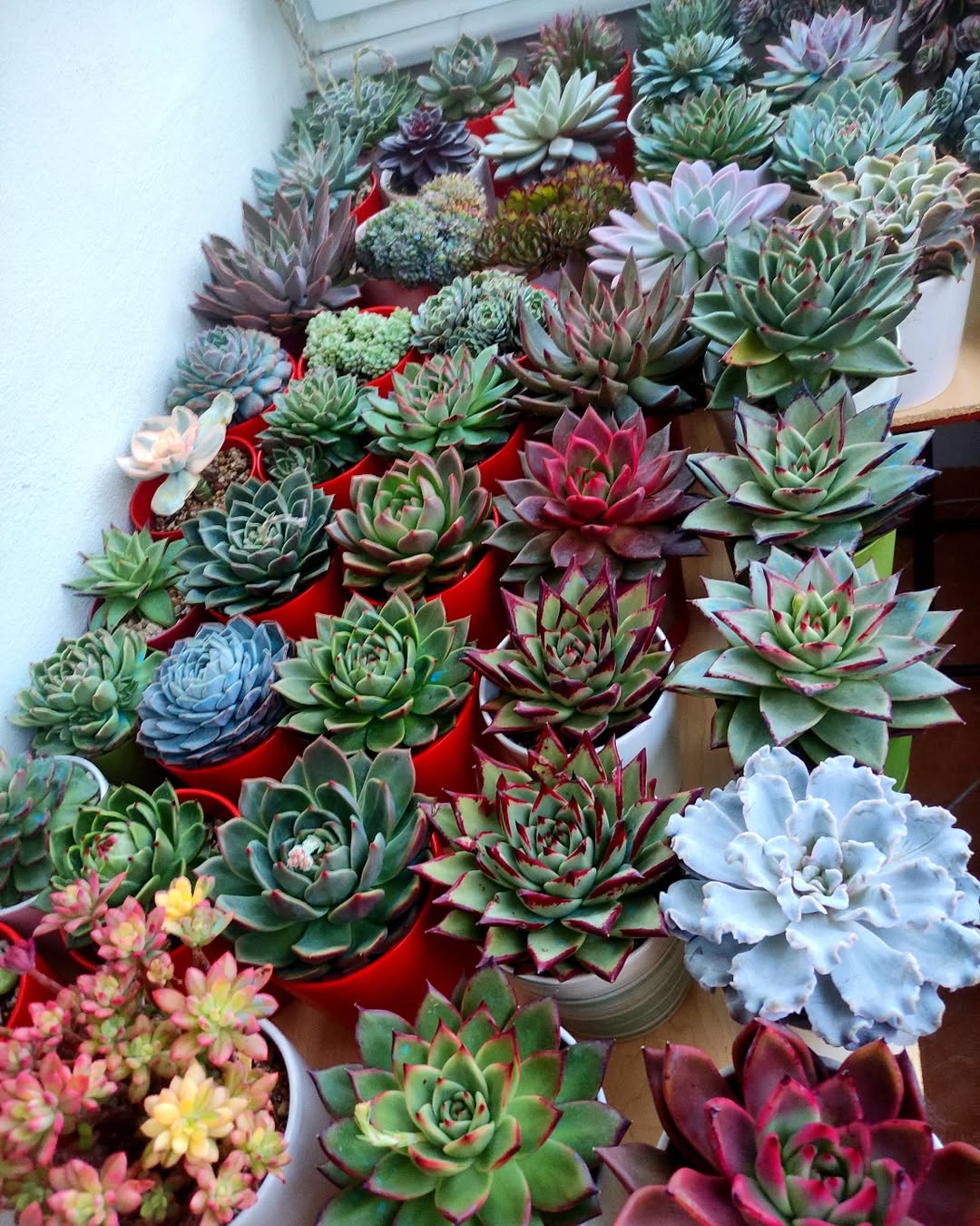 tanaman hias daun kecil, sukulen mini