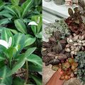 7 Rekomendasi Jenis Tanaman Hias Kecil dan Estetik