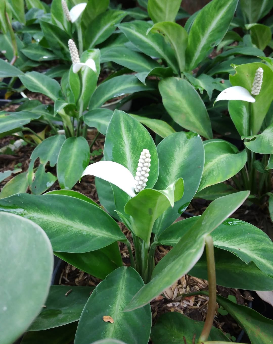 tanaman hias kecil berbunga, peace lily