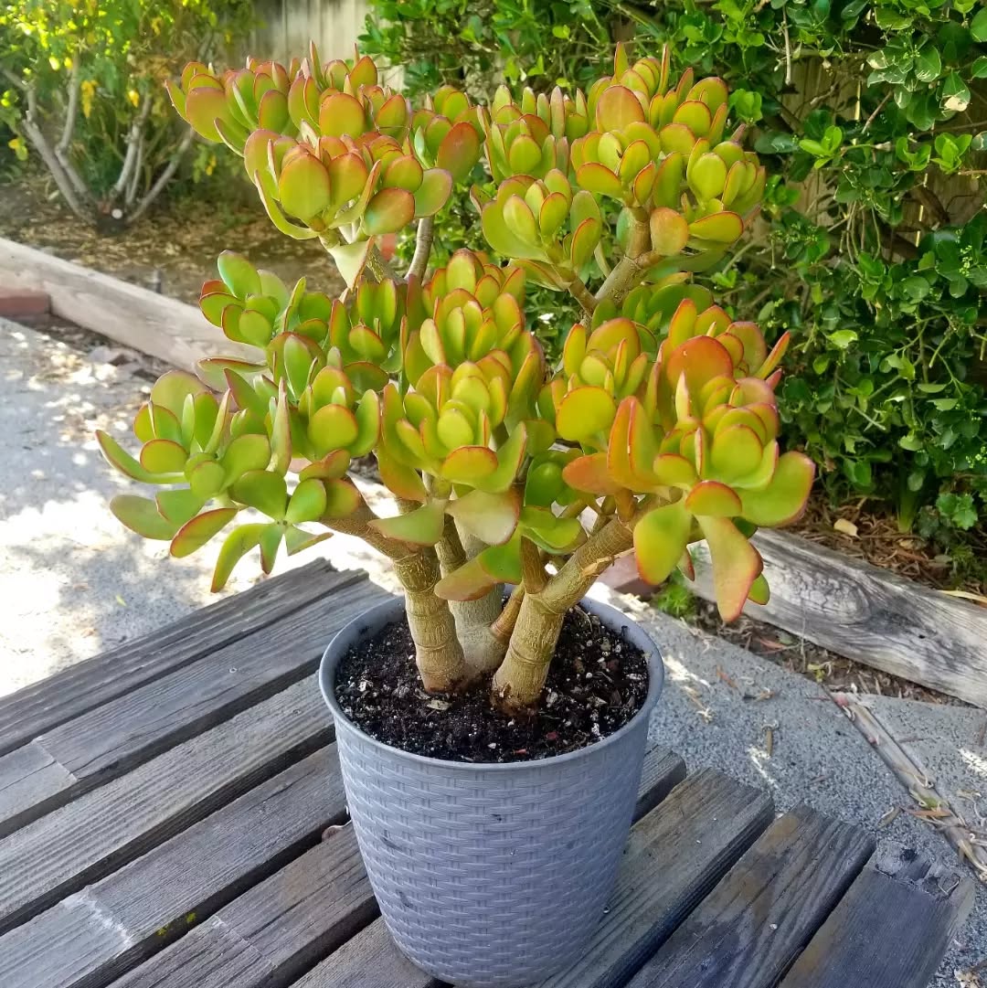 tanaman jade plant botany bay