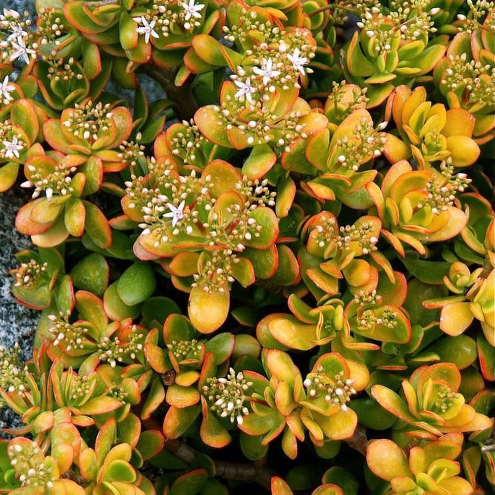 tanaman jade plant hummel's sunset