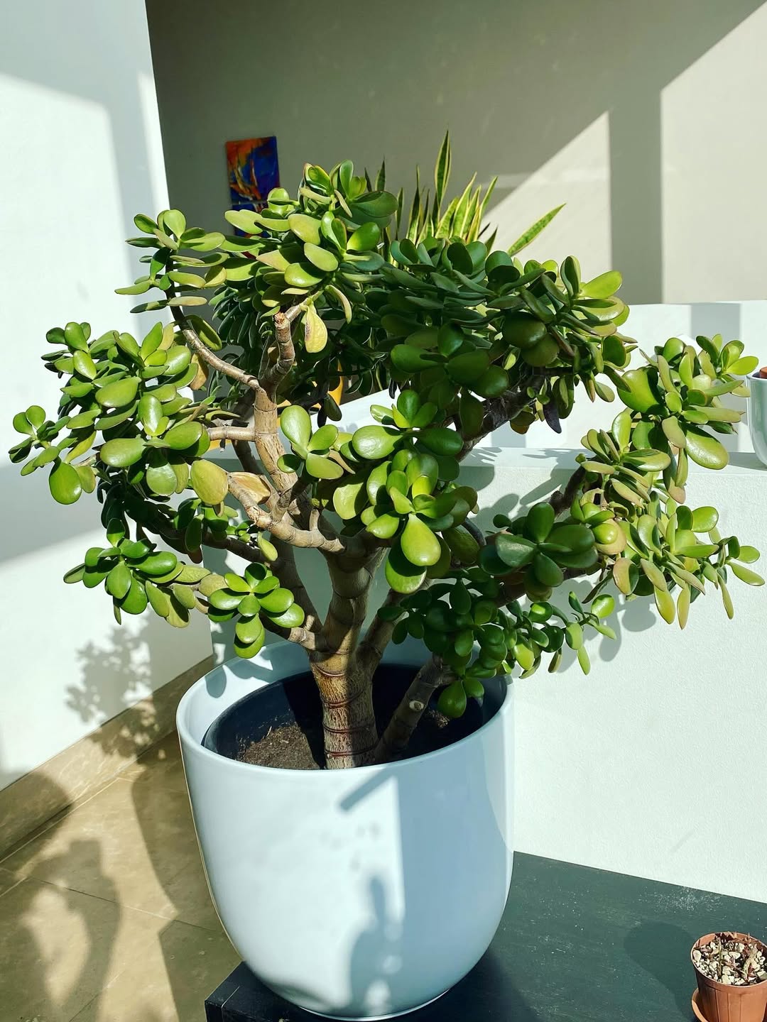 tanaman jade plant