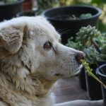 7 Tanaman yang Tidak Disukai Anjing dan Mudah Ditanam di Rumah