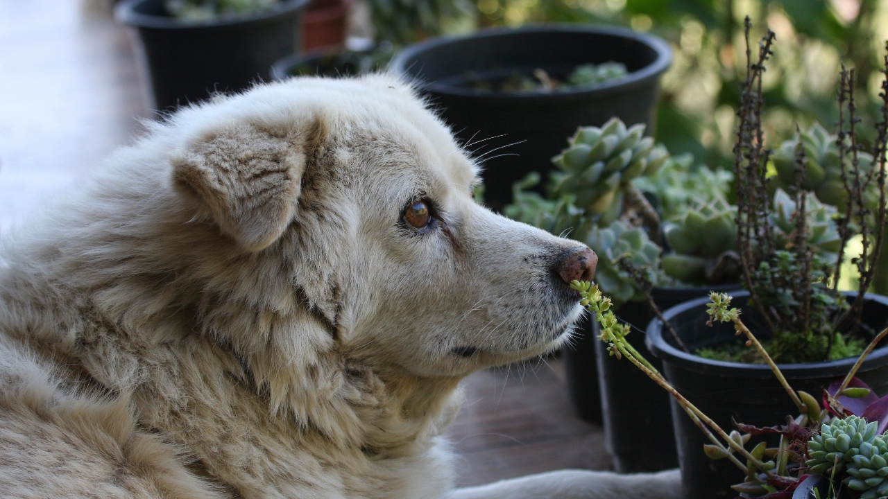 7 Tanaman yang Tidak Disukai Anjing dan Mudah Ditanam di Rumah