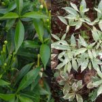 5 Jenis Tanaman Rombusa Terpopuler & Perawatannya