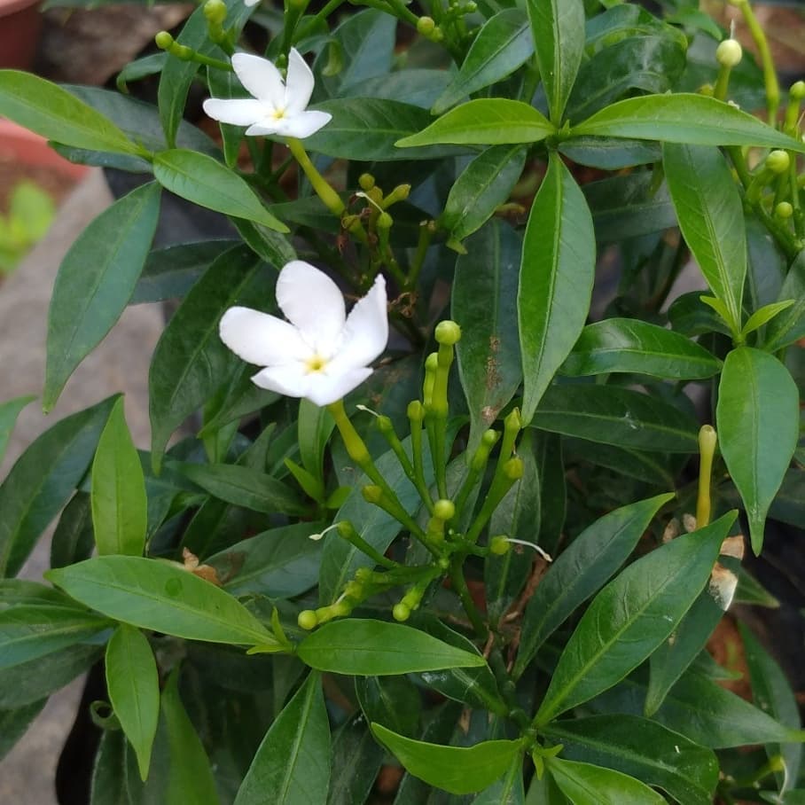 tanaman rombusa hijau