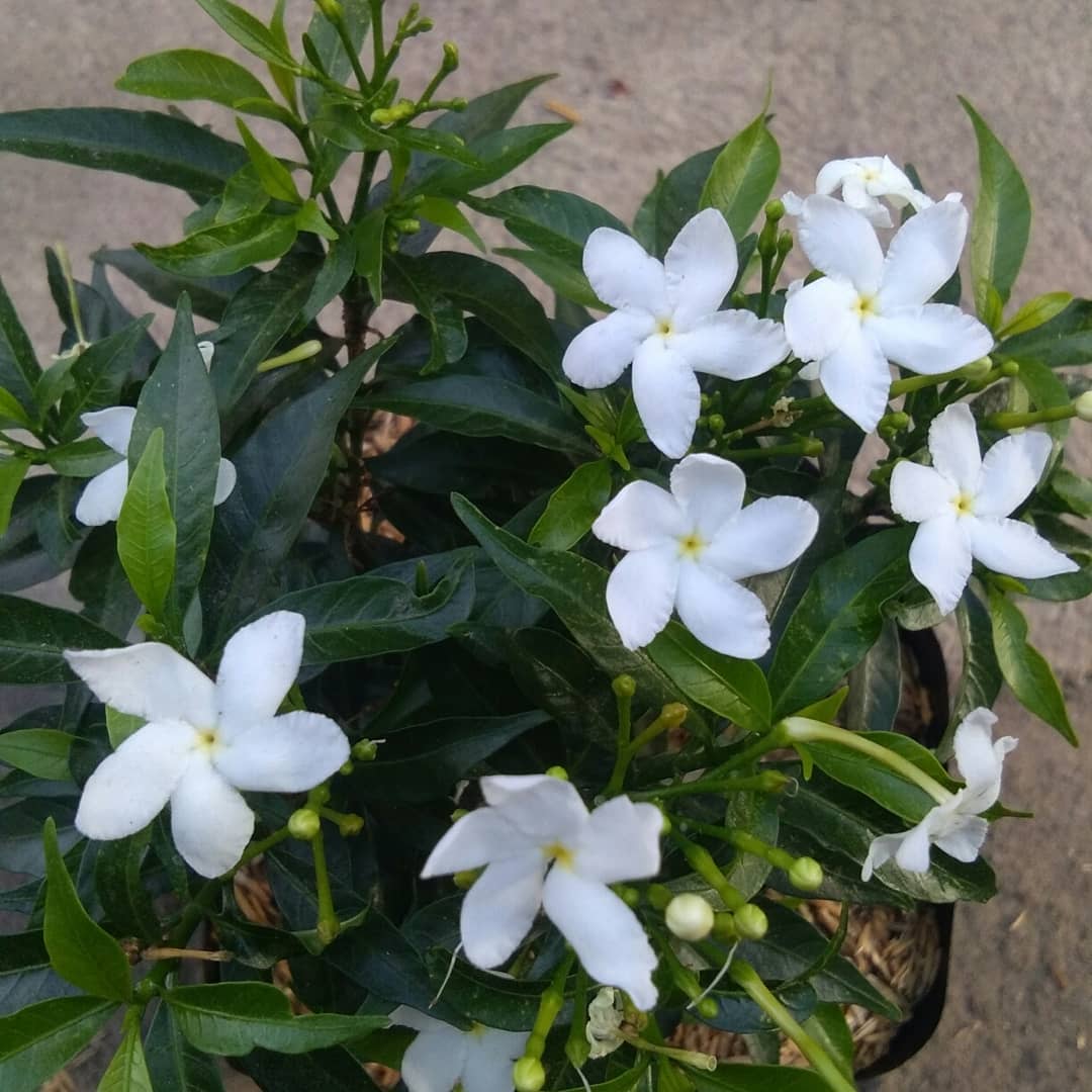 tanaman rombusa mini