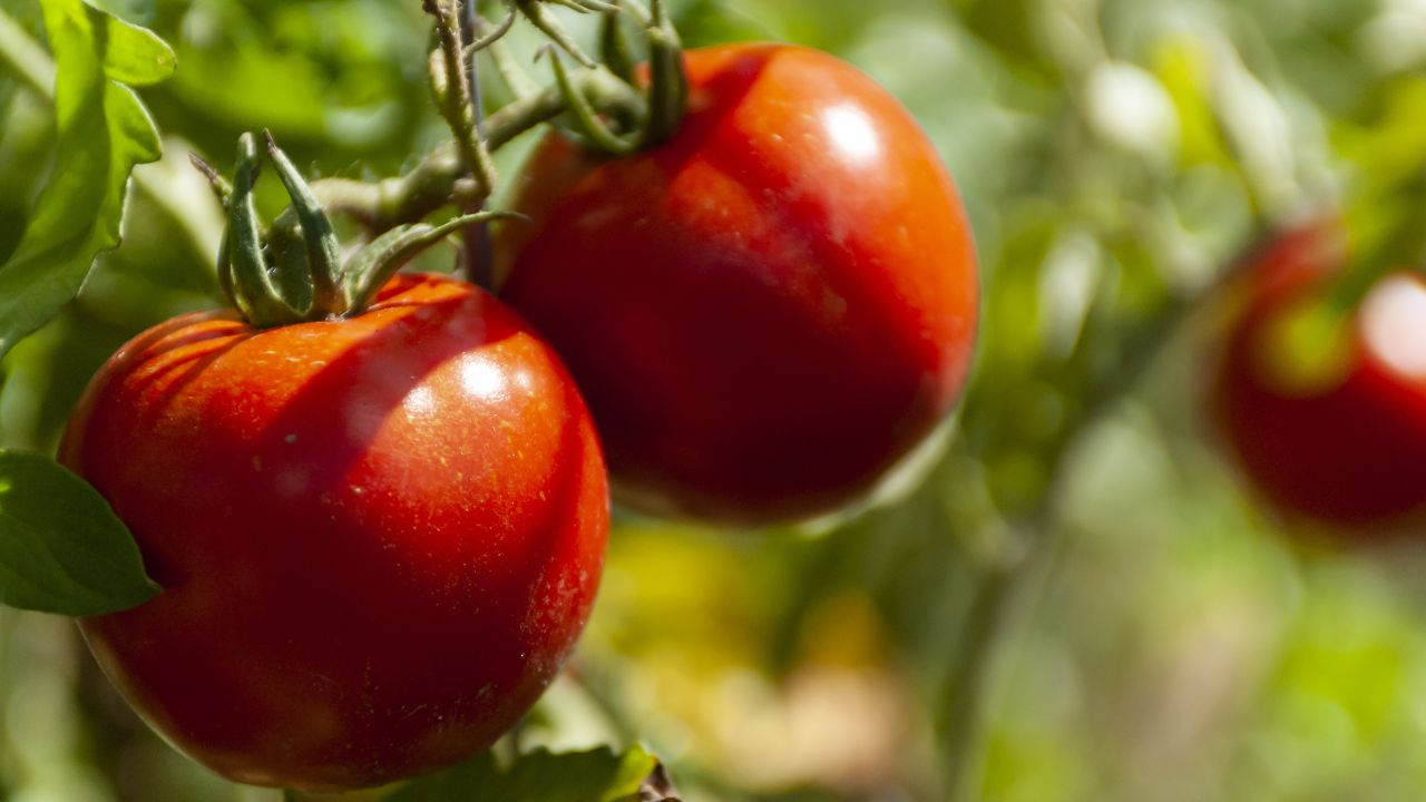 5 Jenis Tanaman Sayur yang Menguntungkan dan Mudah Ditanam