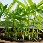 5 Tanaman Sayuran di Pot yang Mudah Dibudidayakan di Rumah