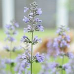 5 Jenis Tanaman yang Disukai Kucing dan Manfaatnya