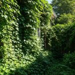 5 Tanaman yang Disukai Ular. Apakah Ada di Rumah Anda?