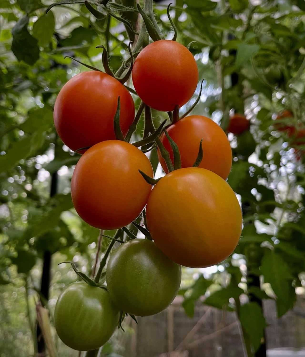 tomat tanaman sayur yang menguntungkan
