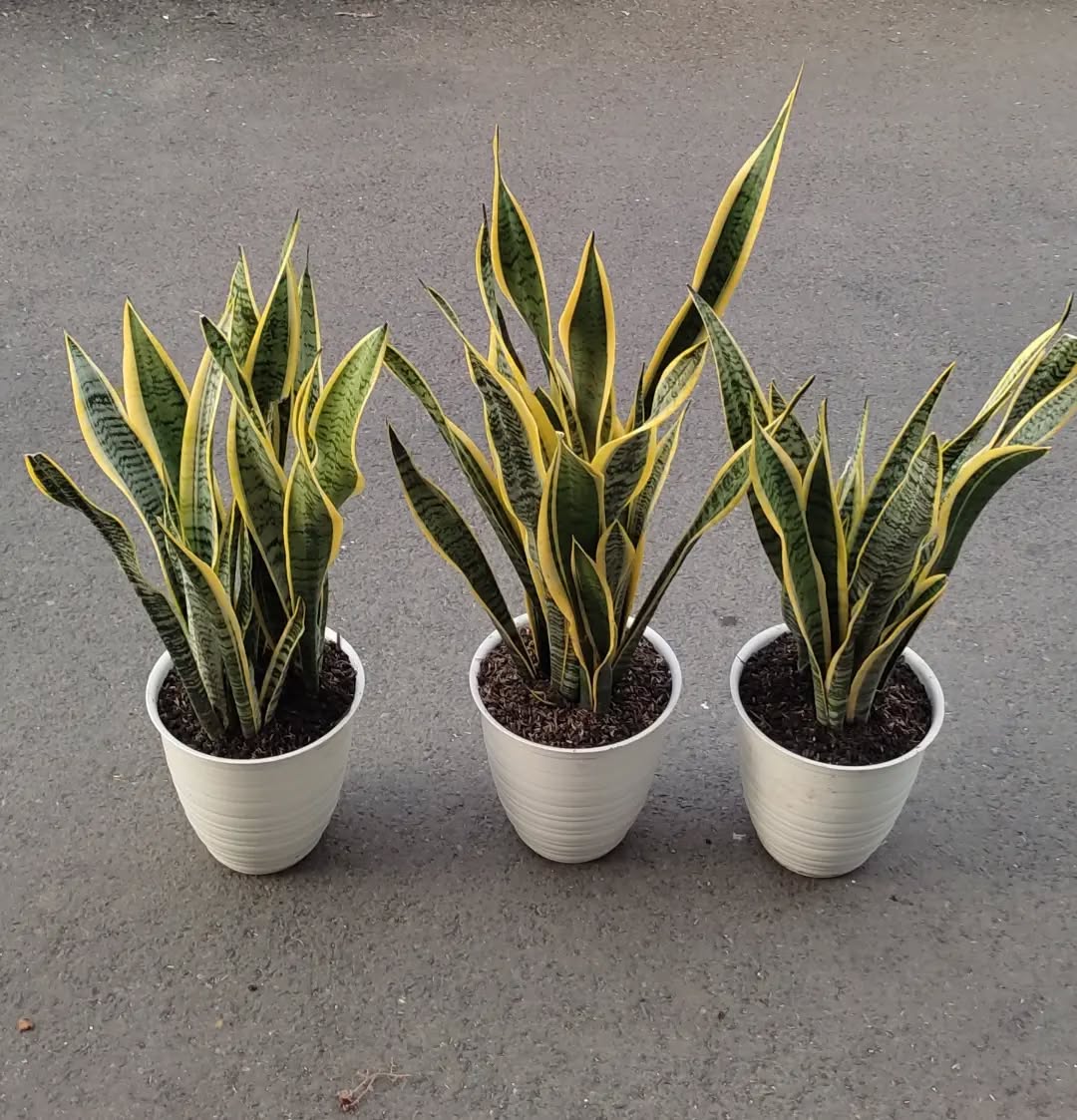 1. Tanaman Lidah Mertua