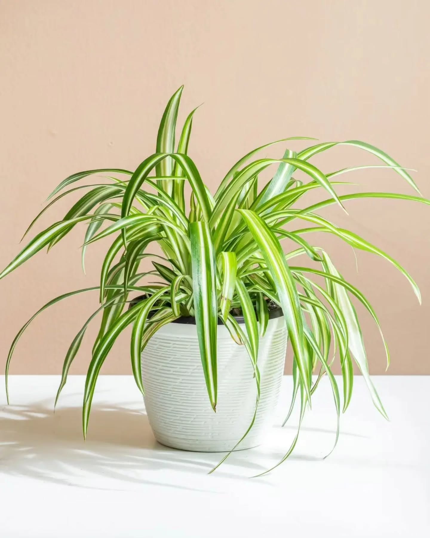 3. Spider Plant