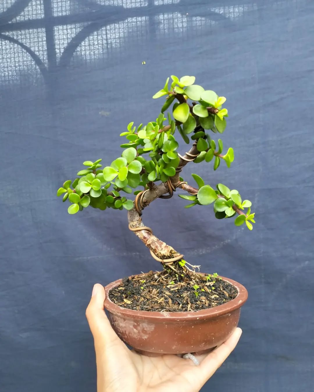 5. Sukulen Jade Plant