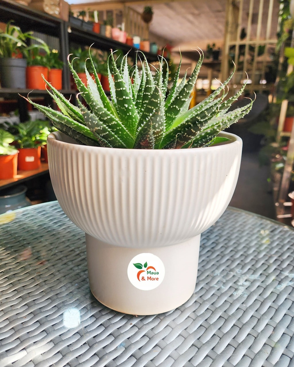 jenis-jenis lidah buaya jenis-jenis lidah buaya