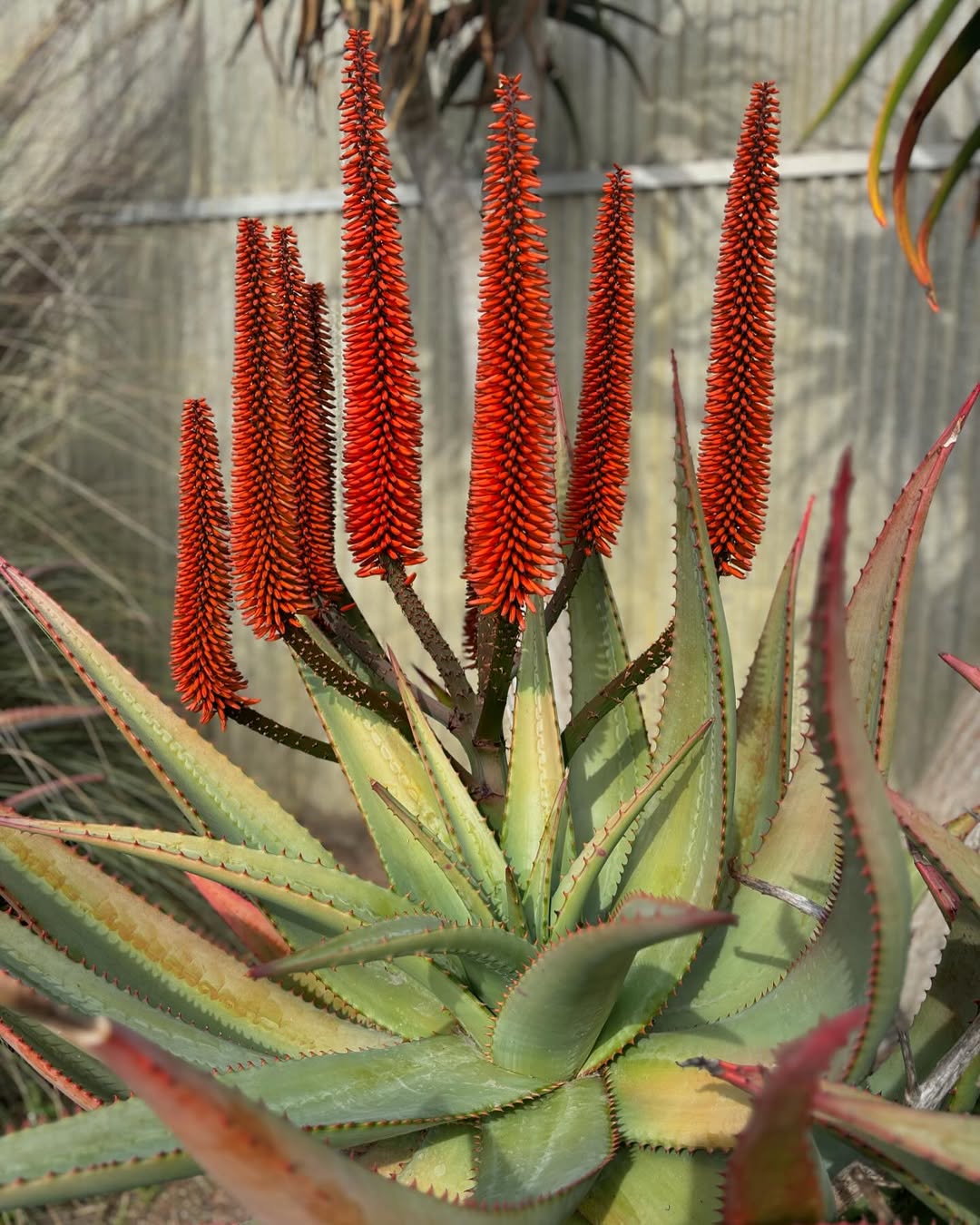 jenis lidah buaya jenis lidah buaya