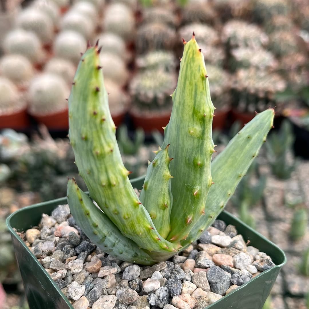 jenis jenis lidah buaya jenis jenis lidah buaya