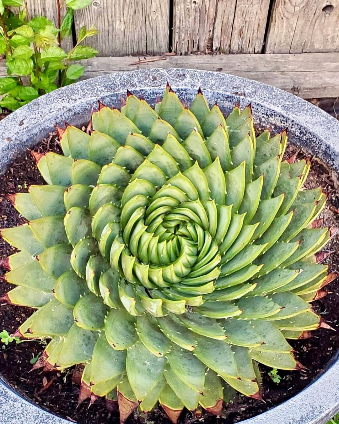 jenis lidah buaya jenis lidah buaya