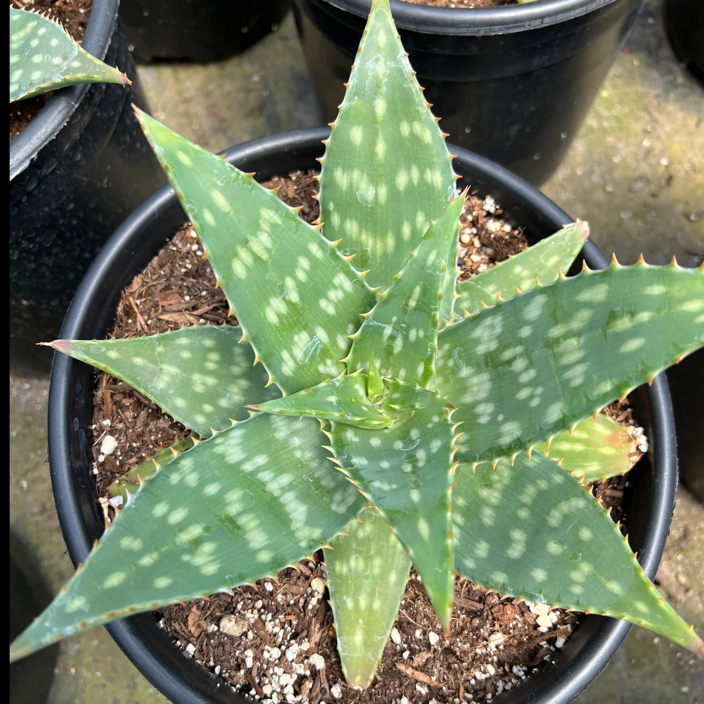 jenis lidah buaya jenis lidah buaya